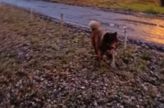 Найдена собака, Пушкино, фото: Найдена чау чау, Пушкино, Горьковская 24