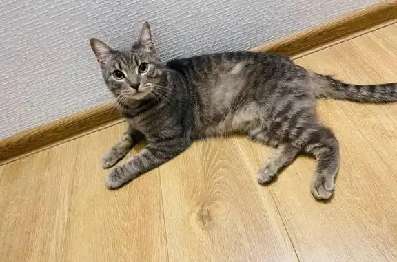 Найден кот, Красноармейская пл., Динамо