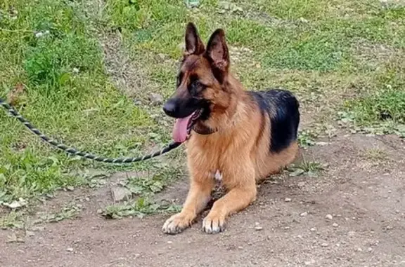 Собаки потеряшки, Лысьва, фото: Потеряшка овчарка, ул. Молодогвардейцев 13