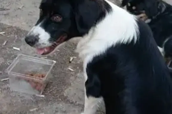 Пропала собака, пр. Нагибина 17, Ростов-на-Дону