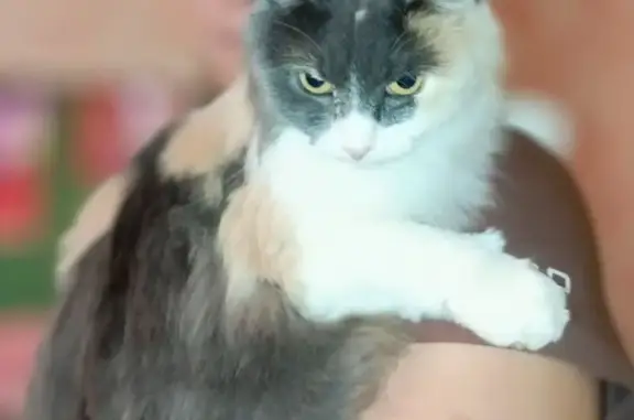 Пропала кошка, ул. Карпинского 36, Пермь