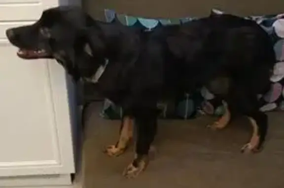 Собака найдена на Вишняковой, 1/23 к1