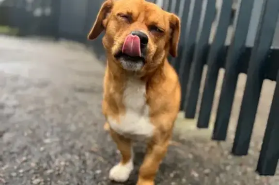 Найдена собака, Ленинский пр., 30, Калининград