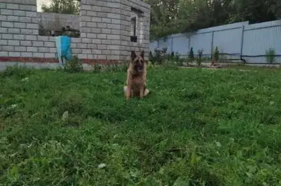 Пропала собака в Щёкино, Тульская обл.