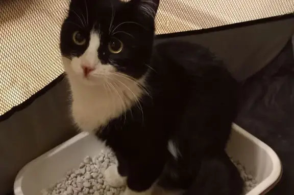 Найдена кошка, , фото: Котик найден: ул. Коммунаров, 190, Ижевск