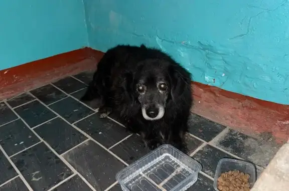 Найдена собака, Йошкар-Ола, фото: Собака найдена на Йывана Кырли, 17Б