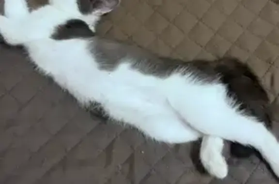 Пропала кошка, ул. Чернышёва, Фурманов