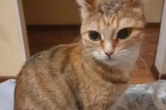 Пропала кошка, ул. Буровиков 17, Нефтегорск