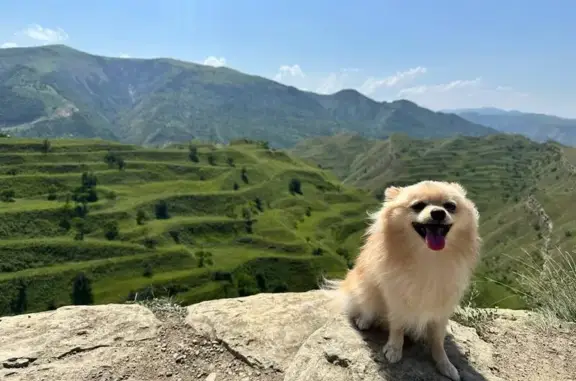 Пропала собака Чарлик, Москва