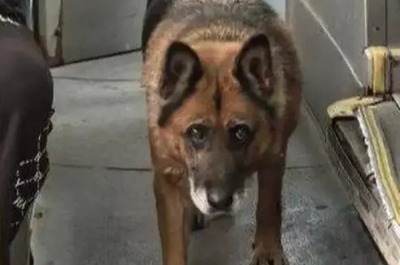 Собаки потеряшки, Казань, фото: Потеряшка собака, Даурская ул. 26, Казань