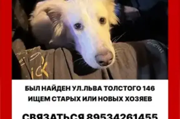 Собака найдена: ул. Клары Цеткин, 3 к2