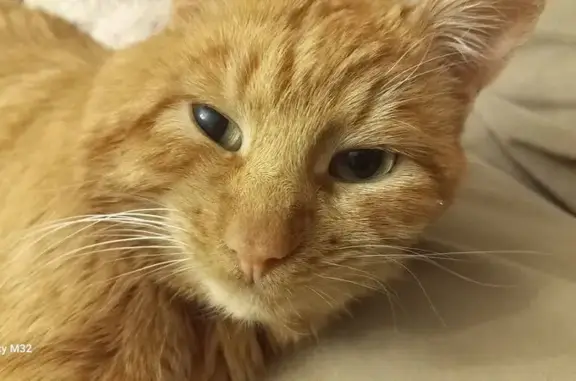 Найдена кошка, , фото: Рыжая кошка найдена в Саранске