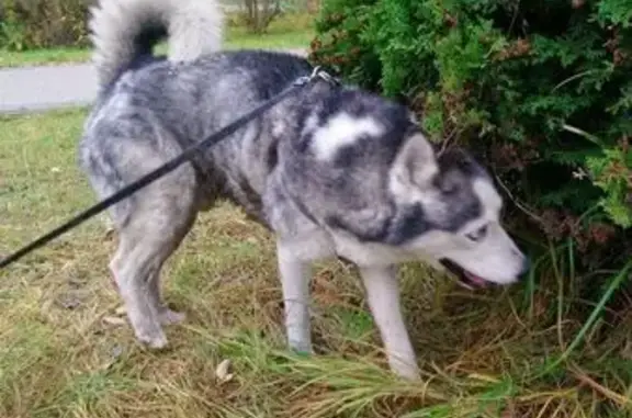 Собака найдена: Краснодонская ул., Москва