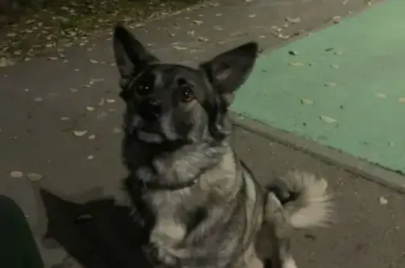 Пёс на Мончегорской, 33, Нижний Новгород