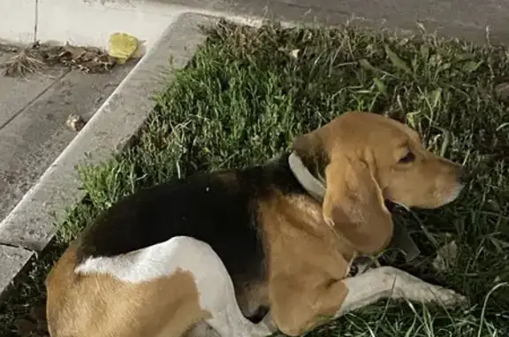 Найдена собака, Новая Усмань, фото: Собака найдена: Алмазная ул., 20Б, Н. Усмань