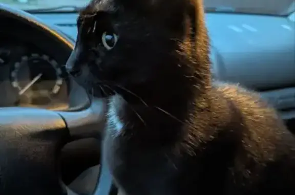 Найдена кошка, Ленинградская область, фото: Найдена кошка в Форносово, Ленобласть