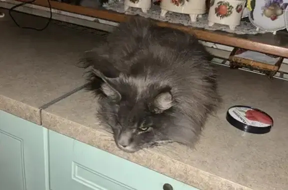 Пропала кошка, МО, с. Серая, 1 глаз