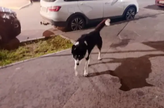 Найдена собака, Дубровицы, фото: Собака найдена на ул. Махмут Гареева