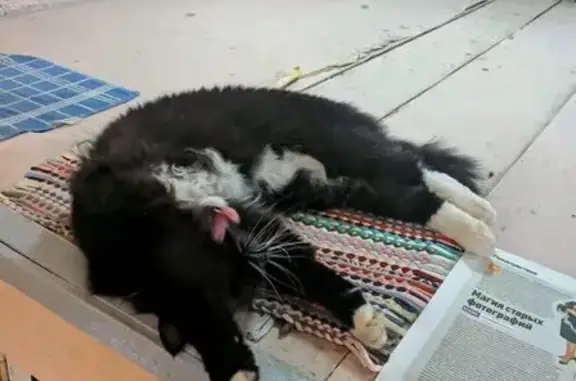 Пропала кошка, Заревый проезд 6, Москва