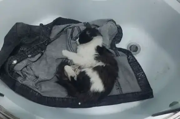 Найдена кошка, Ростов-на-Дону, фото: Кошка найдена: ул. Доватора, Ростов-на-Дону