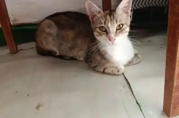 Пропала кошка у дачи 