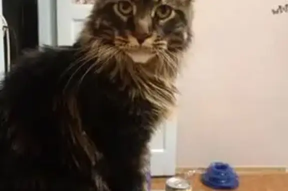 Кошки потеряшки, Гатчина, фото: Потеряшка кошка на Радищева, 5А, Гатчина