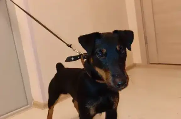 Собака найдена: ул. Брусилова, Щербинка