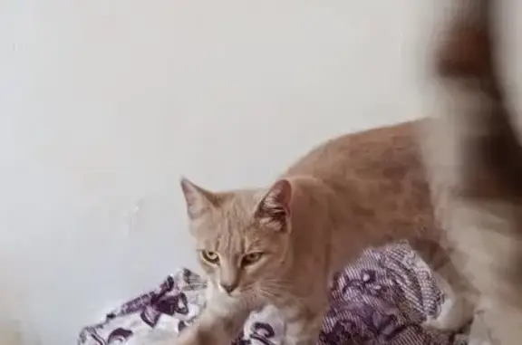 Пропала кошка, Трехпротокский с/с, АО