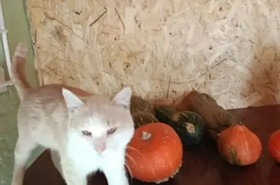 Пропала кошка в Трехпротокском с/с, Астрахань