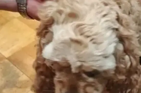 Найдена собака, Ижевск, фото: Собака найдена на ул. 10 лет Октября, Ижевск