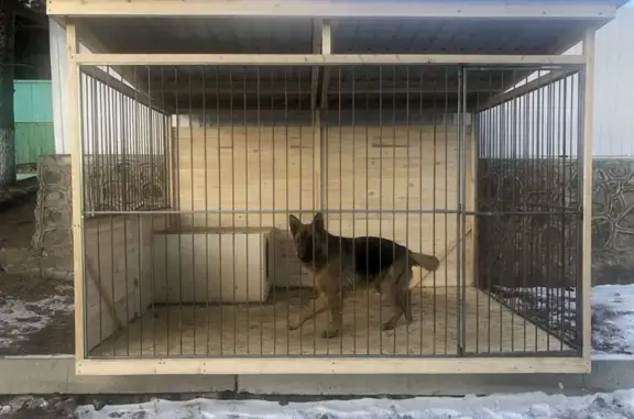 Пропала овчарка, Карымское, Забайкалье