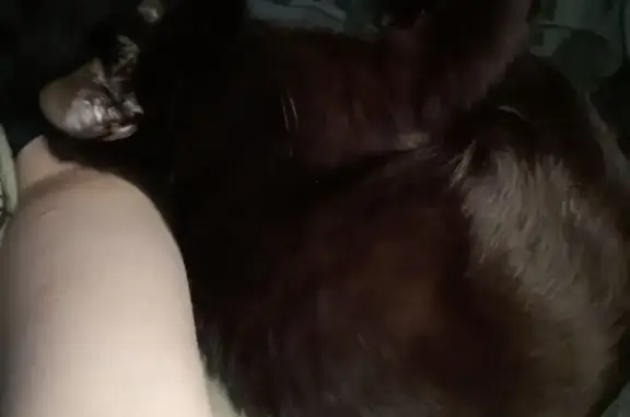 Кошки потеряшки, , фото: Потеряшка кошка, Йошкар-Ола, Марий Эл