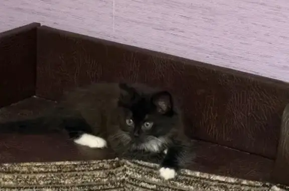 Котик найден: 1-я Жилая ул, 12 к2, Ярославль