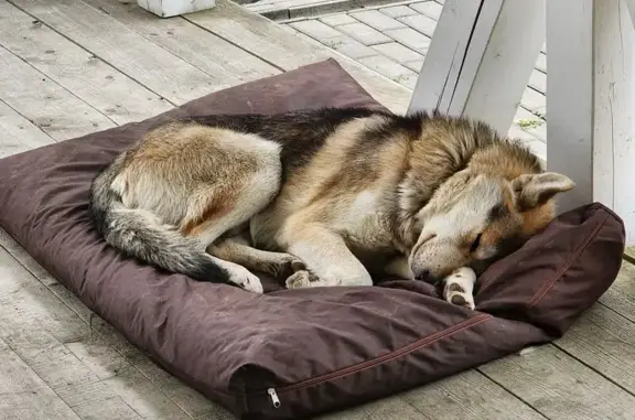 Найдена собака, Московская область, фото: Найдена собака, Сергиев Посад, МО