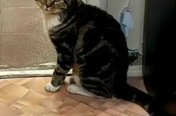 Найдена кошка, Москва, фото: Котик найден: Москва, ул. Снежная