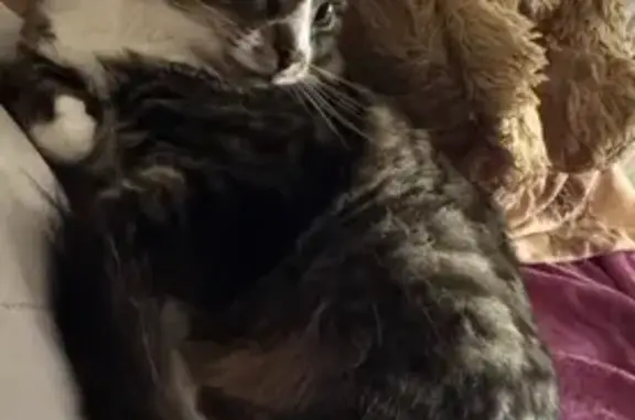 Кошки потеряшки, Рязань, фото: Потеряшка кошка, Зубковой 18 к6, Рязань