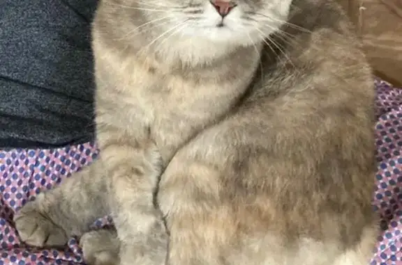 Кошки потеряшки, Мелеуз, фото: Потеряшка кошка, Гончарная 24, Мелеуз