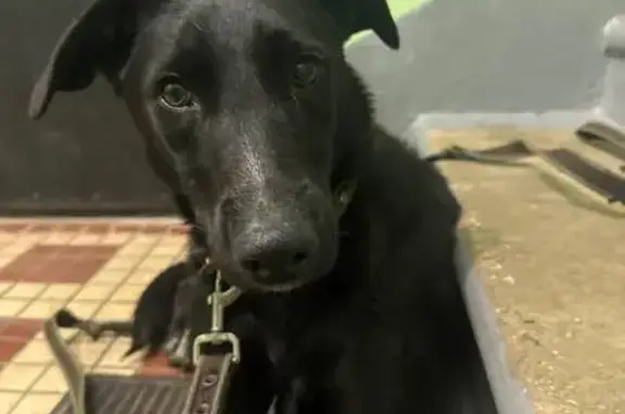 Найдена собака, Москва, фото: Собака найдена у Грачевского парка, Москва