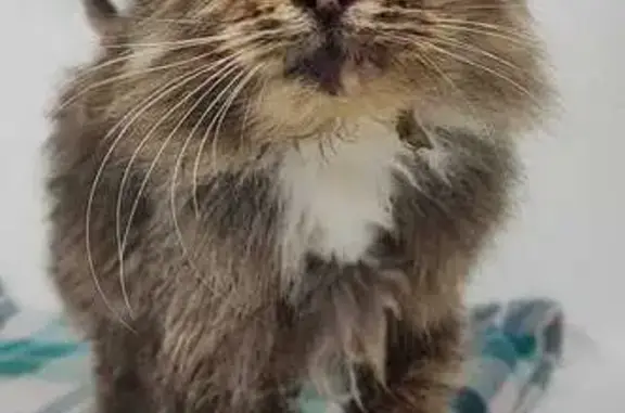 Пропала кошка у ветклиники Редвет, Реутов