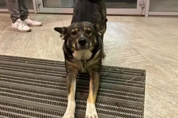 Найдена собака, , фото: Найдена собака, Петрозаводск, Карелия