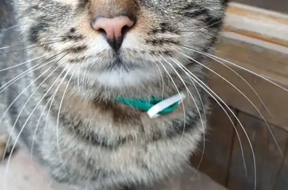 Найдена кошка в Королёве, МО