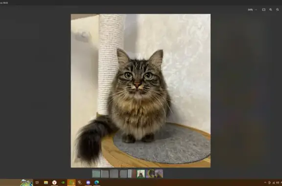 Кошки потеряшки, Владивосток, фото: Потеряшка кошка, Чкалова 12 с4, Владивосток