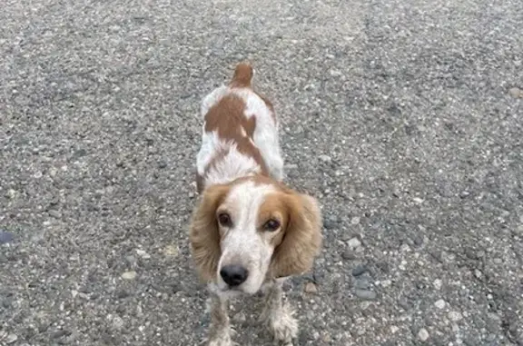 Найдена собака, Чита, фото: Спаниель ждет на Ивановской, Чита