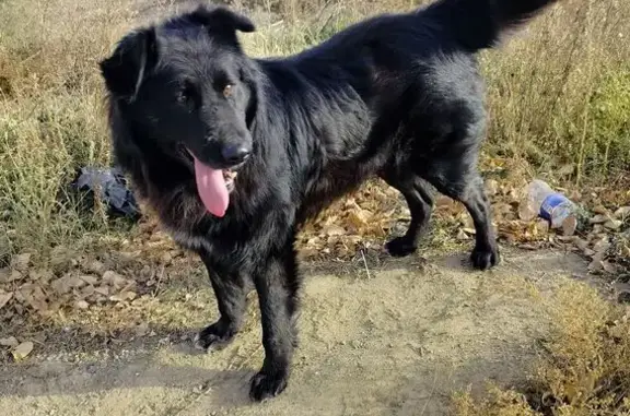 Найдена собака, Чита, фото: Найдена собака, Чита, ул. 9