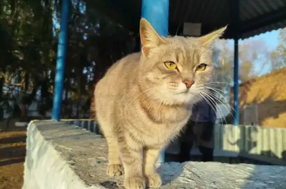 Найдена кошка, 5-я Северная 191, Омск