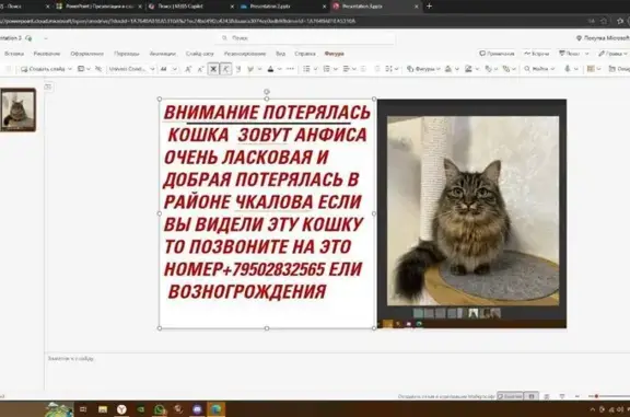 Пропала кошка, Владивосток, Приморский край