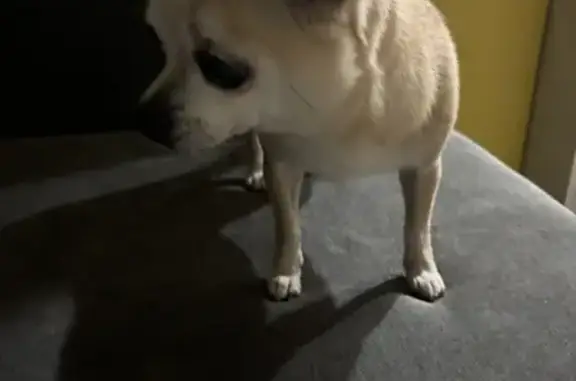 Найдена собака, Чехов, фото: Найдена собака, ул. Чехова 73, Чехов