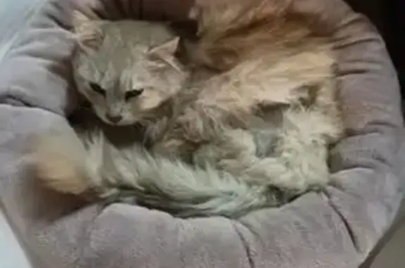 Пропала кошка, ул. Павла Корчагина, Киров