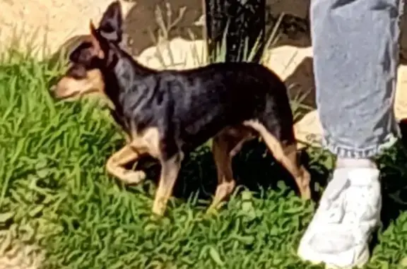 Пропала собака, Иркутск, Иркутская обл.