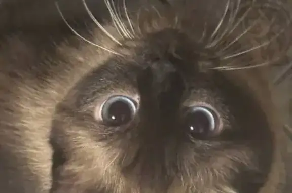 Кошки потеряшки, Нальчик, фото: Потеряшка кошка, Профсоюзная 224, Нальчик